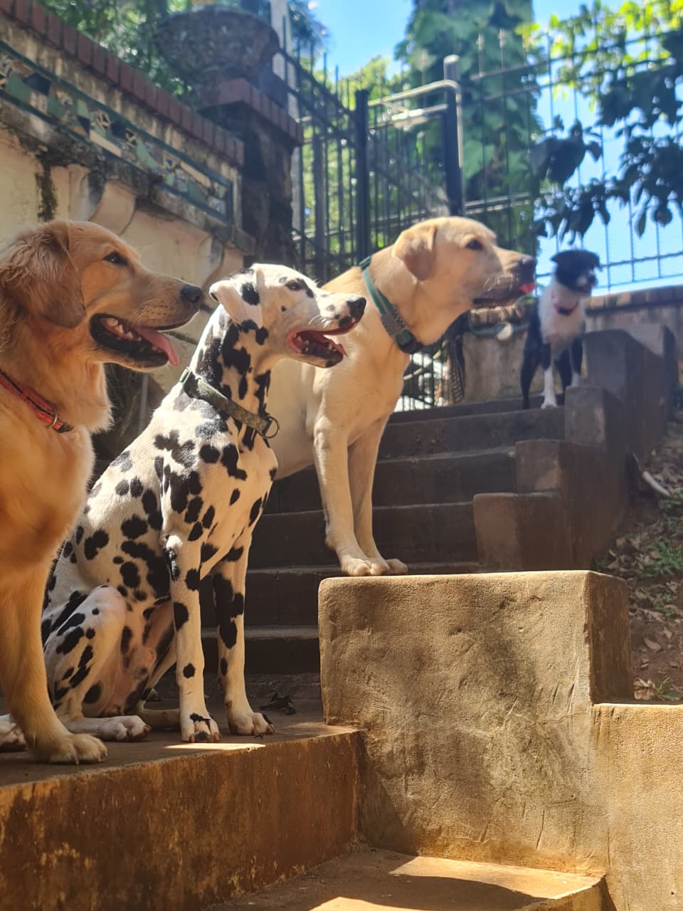 Adiestramiento en acción